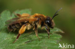 Eikenzandbij (Andrena ferox) 