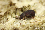 Eledona agricola