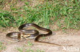 Aesculapian snake (Zamenis longissimus)