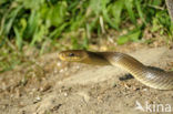 Aesculapian snake (Zamenis longissimus)