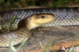 Aesculapian snake (Zamenis longissimus)