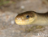 Aesculapian snake (Zamenis longissimus)