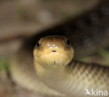 Aesculapian snake (Zamenis longissimus)