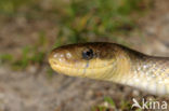 Aesculapian snake (Zamenis longissimus)