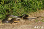 Aesculapian snake (Zamenis longissimus)