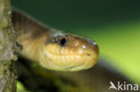 Aesculapian snake (Zamenis longissimus)