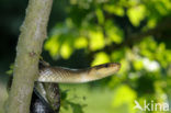 Aesculapian snake (Zamenis longissimus)