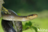 Aesculapian snake (Zamenis longissimus)