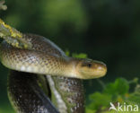 Aesculapian snake (Zamenis longissimus)