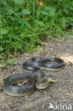 Aesculapian snake (Zamenis longissimus)