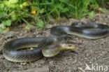 Aesculapian snake (Zamenis longissimus)