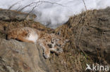 Euraziatische lynx (Lynx lynx) 