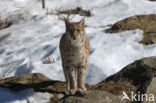 Euraziatische lynx (Lynx lynx) 