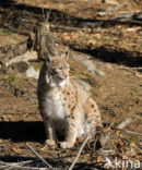 Euraziatische lynx (Lynx lynx) 