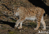 Euraziatische lynx (Lynx lynx) 