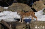 Euraziatische lynx (Lynx lynx) 