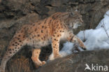 Eurasian Lynx (Lynx lynx)