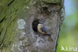 Europese Boomklever (Sitta europaea)