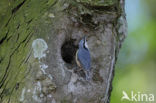 Europese Boomklever (Sitta europaea)