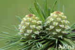 European Larch (Larix decidua)