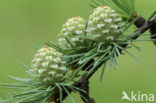 European Larch (Larix decidua)