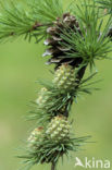 European Larch (Larix decidua)