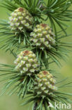 European Larch (Larix decidua)