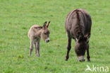 Donkey (Equus asinus)