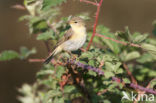 Willow Warbler (Phylloscopus trochilus)