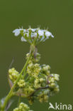 Fluitekruid (Anthriscus sylvestris)