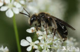 Andrena proxima