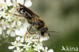 Andrena proxima