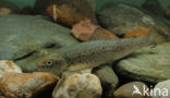 Brown Trout (Salmo trutta fario)
