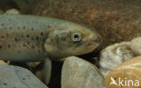 Brown Trout (Salmo trutta fario)