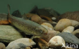 Brown Trout (Salmo trutta fario)