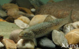 Brown Trout (Salmo trutta fario)
