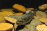 Brown Trout (Salmo trutta fario)
