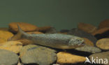 Brown Trout (Salmo trutta fario)