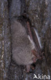 Franjestaart (Myotis nattereri) 