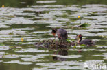 Great Crested Grebe (Podiceps cristatus)