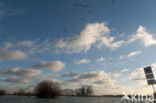 Goose (Anser spec.)