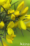 Gaspeldoorn (Ulex europaeus) 