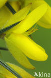 Common Gorse (Ulex europaeus)