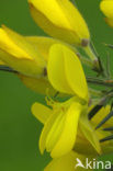 Gaspeldoorn (Ulex europaeus) 