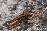 golden-tabbed robberfly (Eutolmus rufibarbis)