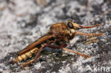 golden-tabbed robberfly (Eutolmus rufibarbis)