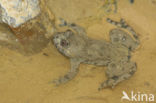 Yellow-bellied Toad (Bombina variegata)