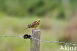 Geelgors (Emberiza citrinella)