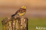 Yellowhammer (Emberiza citrinella)