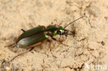 Geelrandsnelloper (Agonum marginatum)